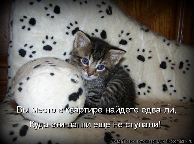 Котоматрица: Вы место в квартире найдете едва-ли, Куда эти лапки еще не ступали!