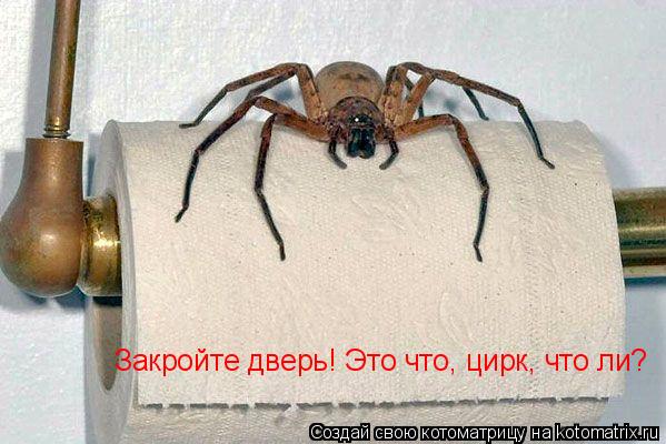 Закройте дверь! Это что, цирк, что ли?... Котоматрица: Закройте дверь! Это что, цирк, что ли?