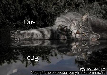 Оля Яло... Котоматрица: Оля Яло