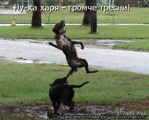 Ну-ка харя - громче тресни!... Котоматрица: Ну-ка харя - громче тресни!