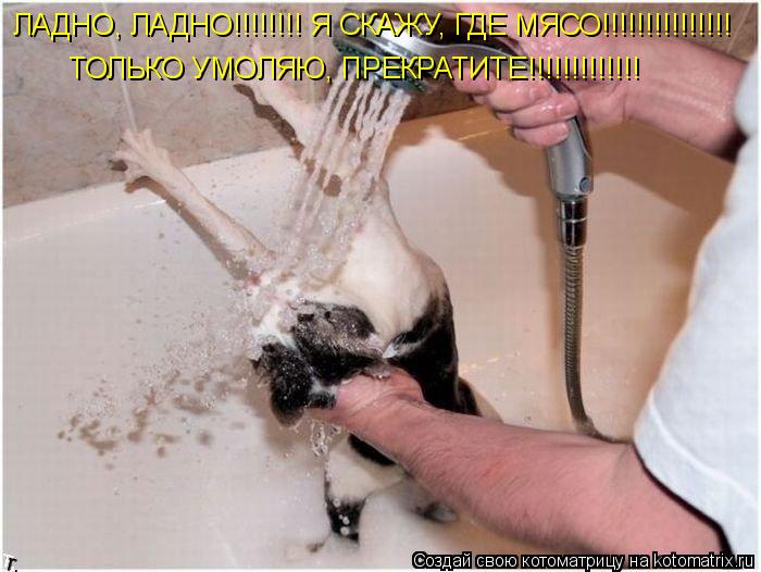 ЛАДНО, ЛАДНО!!!!!!!! Я СКАЖУ, ГДЕ МЯСО!!!!!!!!!!!!!!! ТОЛЬКО УМОЛЯЮ, ПРЕКРАТИТЕ!!!!!!!!!!!!!... Котоматрица: ЛАДНО, ЛАДНО!!!!!!!! Я СКАЖУ, ГДЕ МЯСО!!!!!!!!!!!!!!! ТОЛЬКО УМОЛЯЮ, ПРЕКРАТИТЕ!!!!!!!!!!!!!