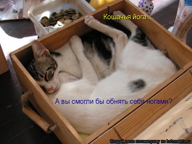 Котоматрица: Кошачья йога.... Кошачья йога.... А вы смогли бы обнять себя ногами?