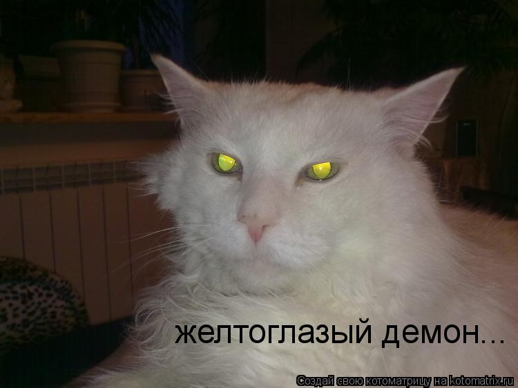 желтоглазый демон...... Котоматрица: желтоглазый демон...