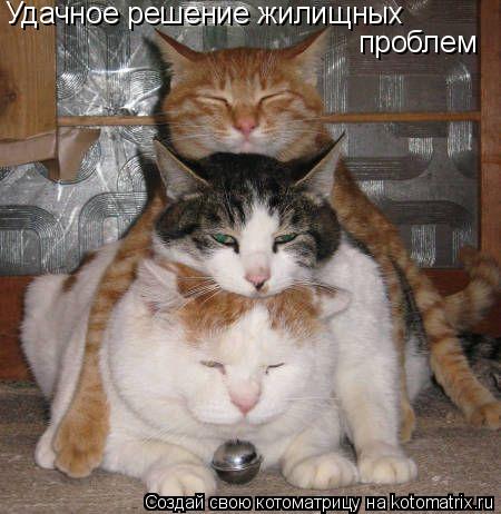 Удачное решение жилищных проблем... Котоматрица: Удачное решение жилищных проблем