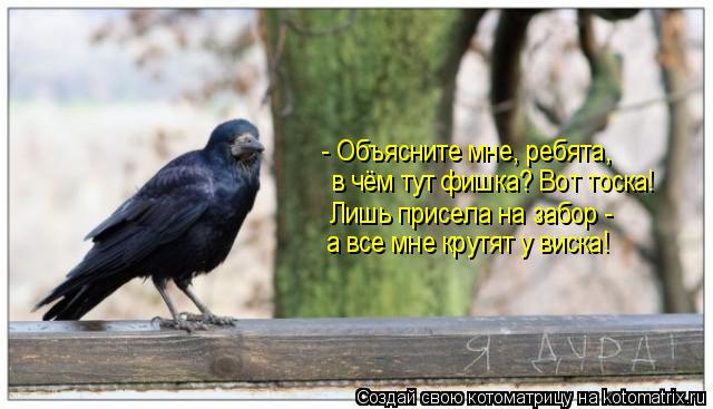 - Объясните мне, ребята, в чём тут фишка? Вот тоска! Лишь присела на забор - а все мне крутят у вис... Котоматрица: - Объясните мне, ребята, в чём тут фишка? Вот тоска! Лишь присела на забор - а все мне крутят у виска!