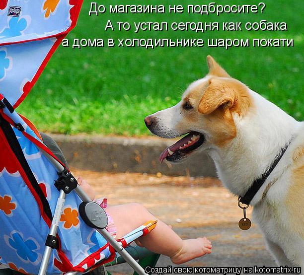 До магазина не подбросите? А то устал сегодня как собака а дома в холодильнике шаром покати... Котоматрица: До магазина не подбросите? А то устал сегодня как собака а дома в холодильнике шаром покати