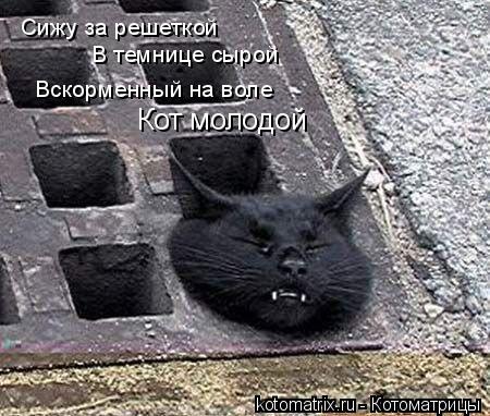Сижу за решеткой В темнице сырой Вскорменный на воле Кот молодой... Котоматрица: Сижу за решеткой В темнице сырой Вскорменный на воле Кот молодой