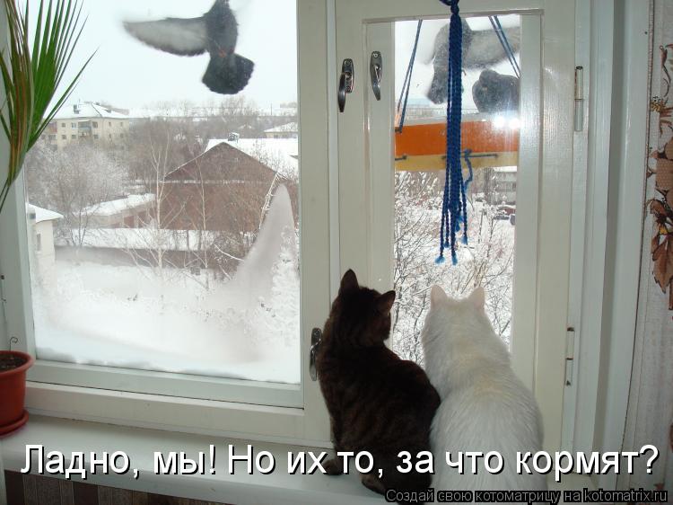 Ладно, мы! Но их то, за что кормят?... Котоматрица: Ладно, мы! Но их то, за что кормят?