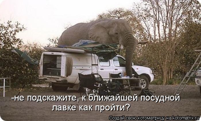 -не подскажите, к ближайшей посудной лавке как пройти?... Котоматрица: -не подскажите, к ближайшей посудной лавке как пройти?