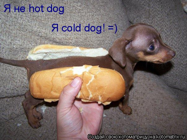 Котоматрица: Я не hot dog Я cold dog! =)