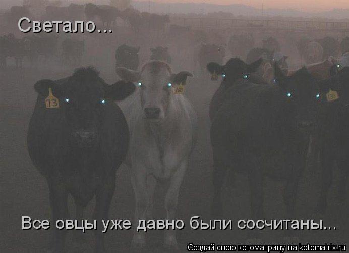 Котоматрица: Светало...  Все овцы уже давно были сосчитаны...