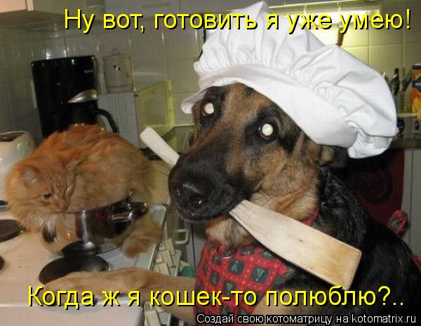 Ну вот, готовить я уже умею! Когда ж я кошек-то полюблю?..... Котоматрица: Ну вот, готовить я уже умею! Когда ж я кошек-то полюблю?..