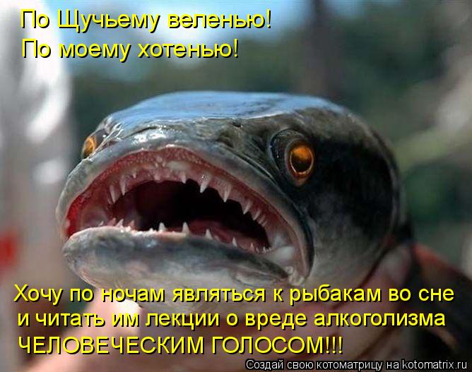 Котоматрица: По Щучьему веленью! По моему хотенью! Хочу по ночам являться к рыбакам во сне и читать им лекции о вреде алкоголизма ЧЕЛОВЕЧЕСКИМ ГОЛОСОМ!!!