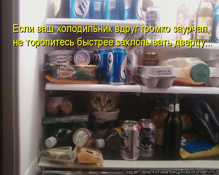 Котоматрица: Если ваш холодильник вдруг громко заурчал, не торопитесь быстрее захлопывать дверцу...