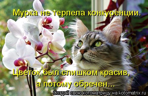 Котоматрица: Мурка не терпела конкуренции.  Цветок был слишком красив,  а потому обречен...