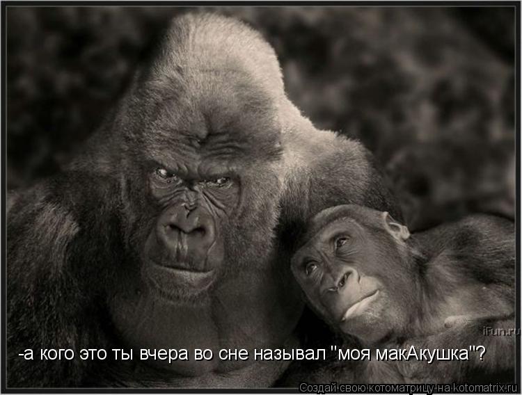 -а кого это ты вчера во сне называл "моя макАкушка"?... Котоматрица: -а кого это ты вчера во сне называл "моя макАкушка"?
