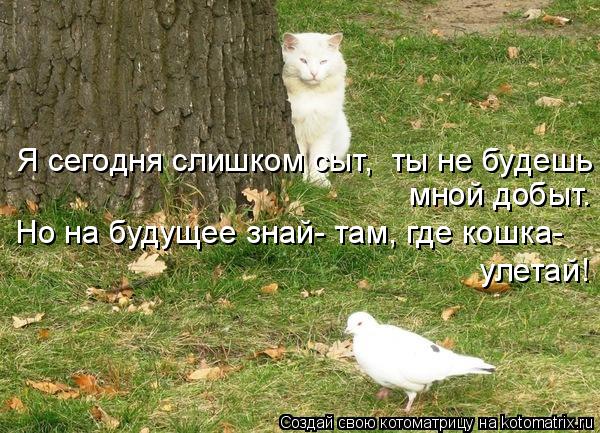 Я сегодня слишком сыт, ты не будешь мной добыт. Но на будущее знай- там, где кошка- улетай!... Котоматрица: Я сегодня слишком сыт, ты не будешь мной добыт. Но на будущее знай- там, где кошка- улетай!