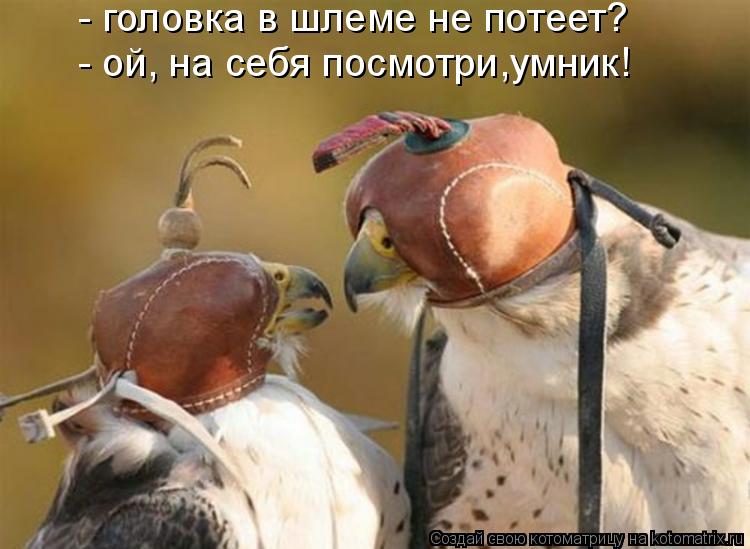Котоматрица: - головка в шлеме не потеет? - ой, на себя посмотри,умник!