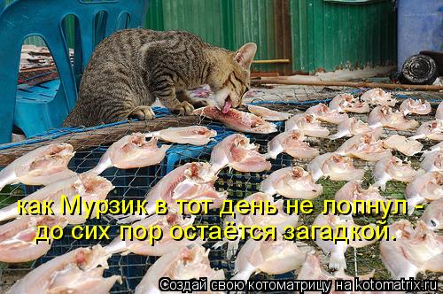 Котоматрица: как Мурзик в тот день не лопнул - до сих пор остаётся загадкой.