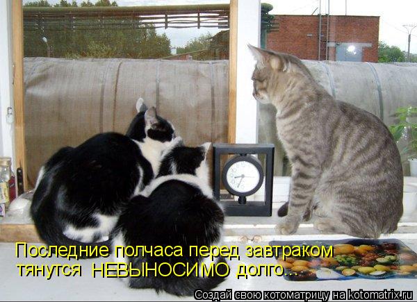 Котоматрица: тянутся НЕВЫНОСИМО долго... Последние полчаса перед завтраком