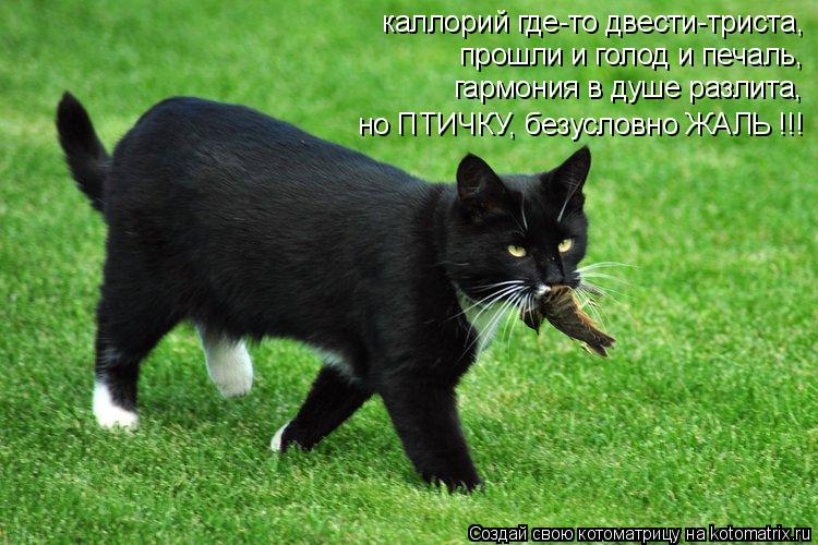 каллорий где-то двести-триста, прошли и голод и печаль, гармония в душе разлита, но ПТИЧКУ, безусловн... Котоматрица: каллорий где-то двести-триста, прошли и голод и печаль, гармония в душе разлита, но ПТИЧКУ, безусловно ЖАЛЬ !!!