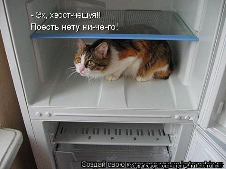 - Эх, хвост-чешуя!! Поесть нету ни-че-го!... Котоматрица: - Эх, хвост-чешуя!! Поесть нету ни-че-го!