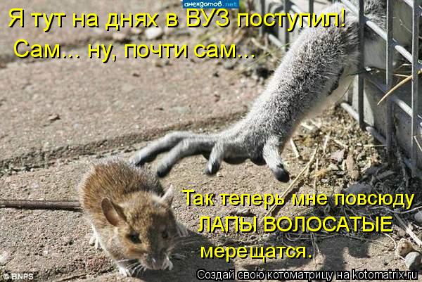 Котоматрица: Я тут на днях в ВУЗ поступил! Сам... ну, почти сам... Так теперь мне повсюду ЛАПЫ ВОЛОСАТЫЕ мерещатся.