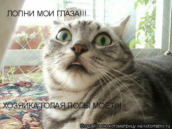 ЛОПНИ МОИ ГЛАЗА!!! ХОЗЯЙКА ГОЛАЯ ПОЛЫ МОЕТ!!!... Котоматрица: ЛОПНИ МОИ ГЛАЗА!!! ХОЗЯЙКА ГОЛАЯ ПОЛЫ МОЕТ!!!