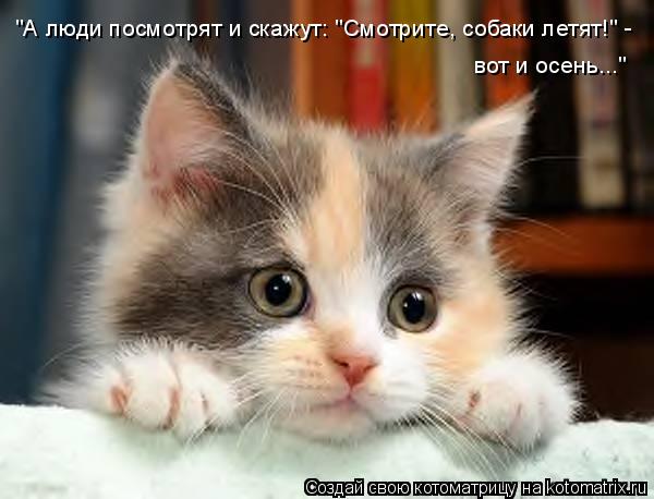 "А люди посмотрят и скажут: "Смотрите, собаки летят!" - вот и осень..."... Котоматрица: "А люди посмотрят и скажут: "Смотрите, собаки летят!" - вот и осень..."