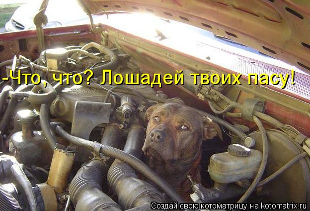 -Что, что? Лошадей твоих пасу!... Котоматрица: -Что, что? Лошадей твоих пасу!