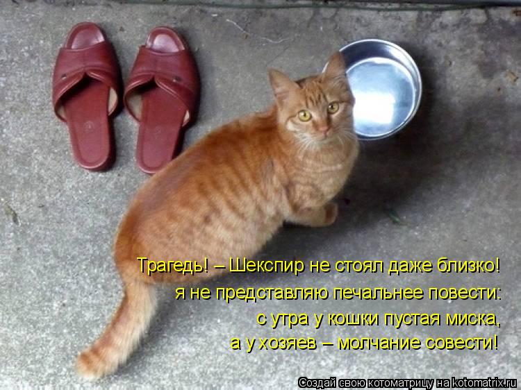 Трагедь! – Шекспир не стоял даже близко! я не представляю печальнее повести: с утра у кошки пус... Котоматрица: Трагедь! – Шекспир не стоял даже близко! я не представляю печальнее повести: с утра у кошки пустая миска, а у хозяев – молчание совести!