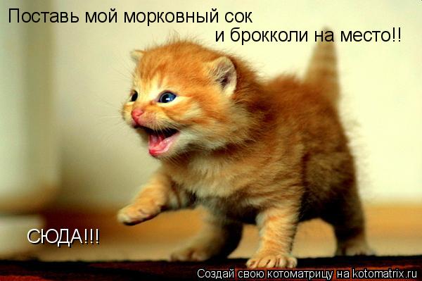 Поставь мой морковный сок и брокколи на место!! СЮДА!!!... Котоматрица: Поставь мой морковный сок и брокколи на место!! СЮДА!!!