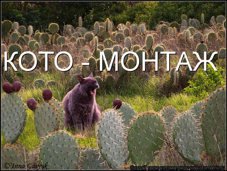 КОТО - МОНТАЖ... Котоматрица: КОТО - МОНТАЖ