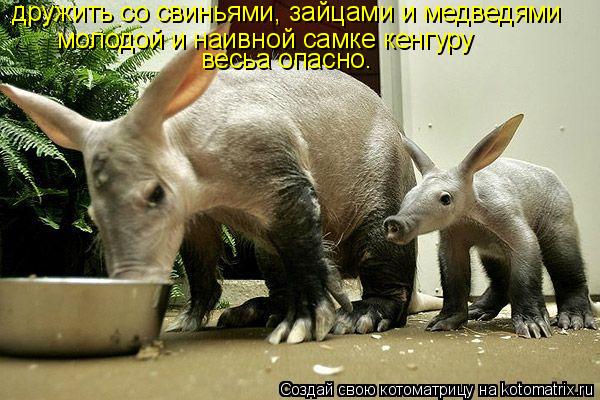 дружить со свиньями, зайцами и медведями молодой и наивной самке кенгуру весьа опасно.... Котоматрица: дружить со свиньями, зайцами и медведями молодой и наивной самке кенгуру весьа опасно.
