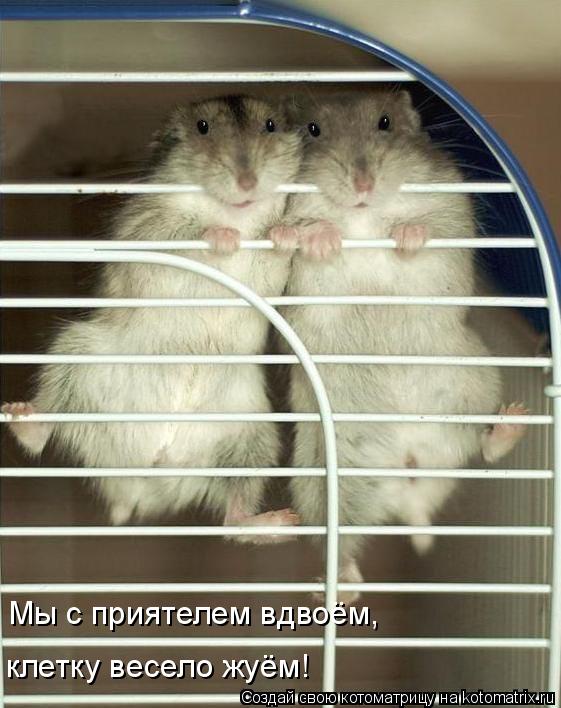 Мы с приятелем вдвоём, клетку весело жуём!... Котоматрица: Мы с приятелем вдвоём, клетку весело жуём!