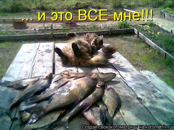 ... и это ВСЕ мне!!!... Котоматрица: ... и это ВСЕ мне!!!