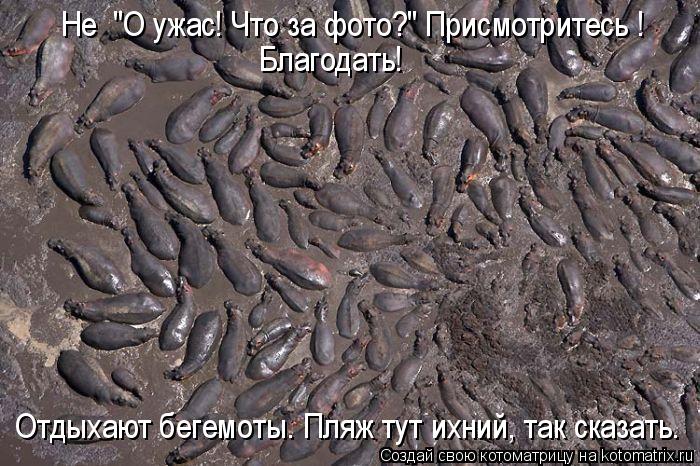 Котоматрица: Отдыхают бегемоты. Пляж тут ихний, так сказать.  Не  "О ужас! Что за фото?" Присмотритесь !  Благодать!