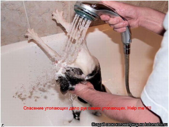 Спасение утопающих дело рук самих утопающих. Help me !!!!... Котоматрица: Спасение утопающих дело рук самих утопающих. Help me !!!!