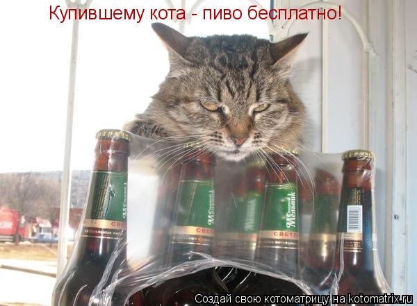 Купившему кота - пиво бесплатно!... Котоматрица: Купившему кота - пиво бесплатно!
