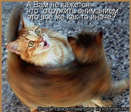 А Вам не кажется, что "окружить вниманием",- это всё же как-то иначе?... Котоматрица: А Вам не кажется, что "окружить вниманием",- это всё же как-то иначе?