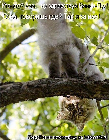 Кто-кто? Ааа... ну здравствуй Винни-Пух! Сова, говоришь где? Так я за нее!... Котоматрица: Кто-кто? Ааа... ну здравствуй Винни-Пух! Сова, говоришь где? Так я за нее!