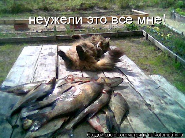 неужели это все мне!... Котоматрица: неужели это все мне!