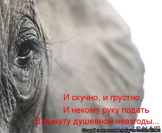 И скучно, и грустно, И некому руку подать В минуту душевной невзгоды...... Котоматрица: И скучно, и грустно, И некому руку подать В минуту душевной невзгоды...