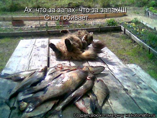 Ах, что за запах, что за запах!!!! С ног сбивает...... Котоматрица: Ах, что за запах, что за запах!!!! С ног сбивает...