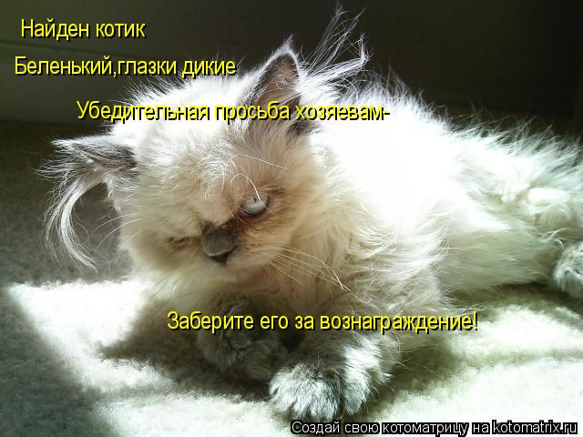 Найден котик Беленький,глазки дикие Убедительная просьба хозяевам- Заберите его за вознаграждение!... Котоматрица: Найден котик Беленький,глазки дикие Убедительная просьба хозяевам- Заберите его за вознаграждение!