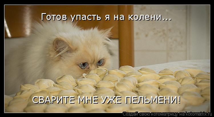 Готов упасть я на колени... СВАРИТЕ МНЕ УЖЕ ПЕЛЬМЕНИ!... Котоматрица: Готов упасть я на колени... СВАРИТЕ МНЕ УЖЕ ПЕЛЬМЕНИ!