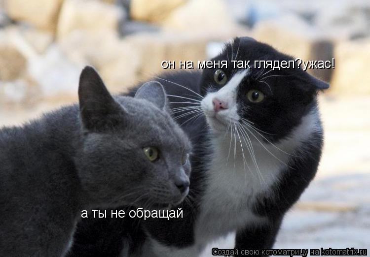 он на меня так глядел?ужас! а ты не обращай... Котоматрица: он на меня так глядел?ужас! а ты не обращай