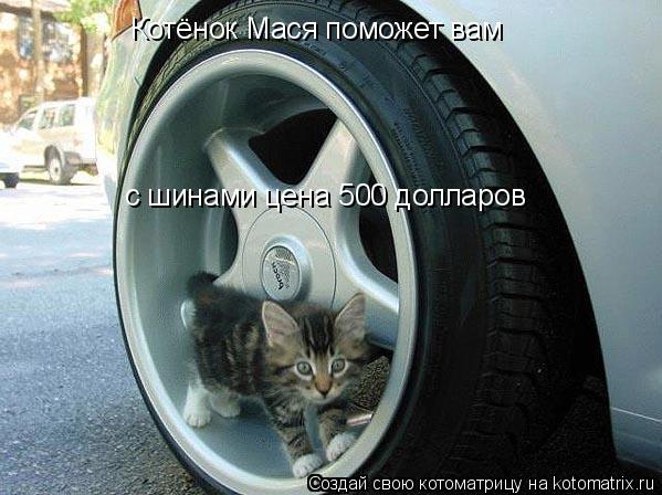Котёнок Мася поможет вам с шинами цена 500 долларов... Котоматрица: Котёнок Мася поможет вам с шинами цена 500 долларов
