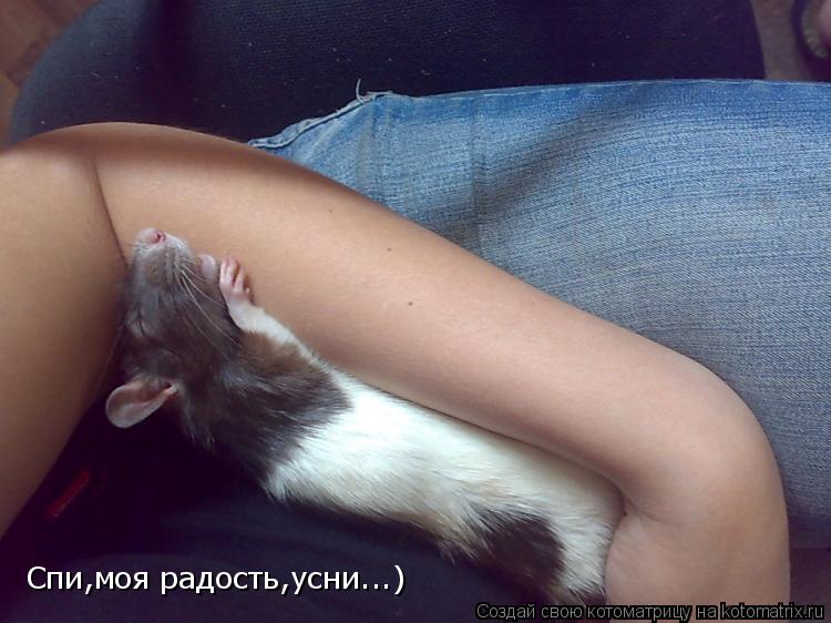 Спи,моя радость,усни...)... Котоматрица: Спи,моя радость,усни...)