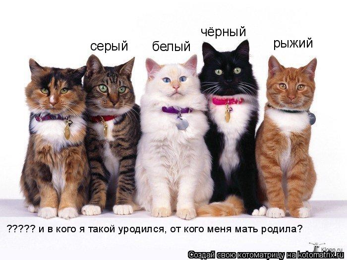серый белый чёрный рыжий ????? и в кого я такой уродился, от кого меня мать родила?... Котоматрица: серый белый чёрный рыжий ????? и в кого я такой уродился, от кого меня мать родила?